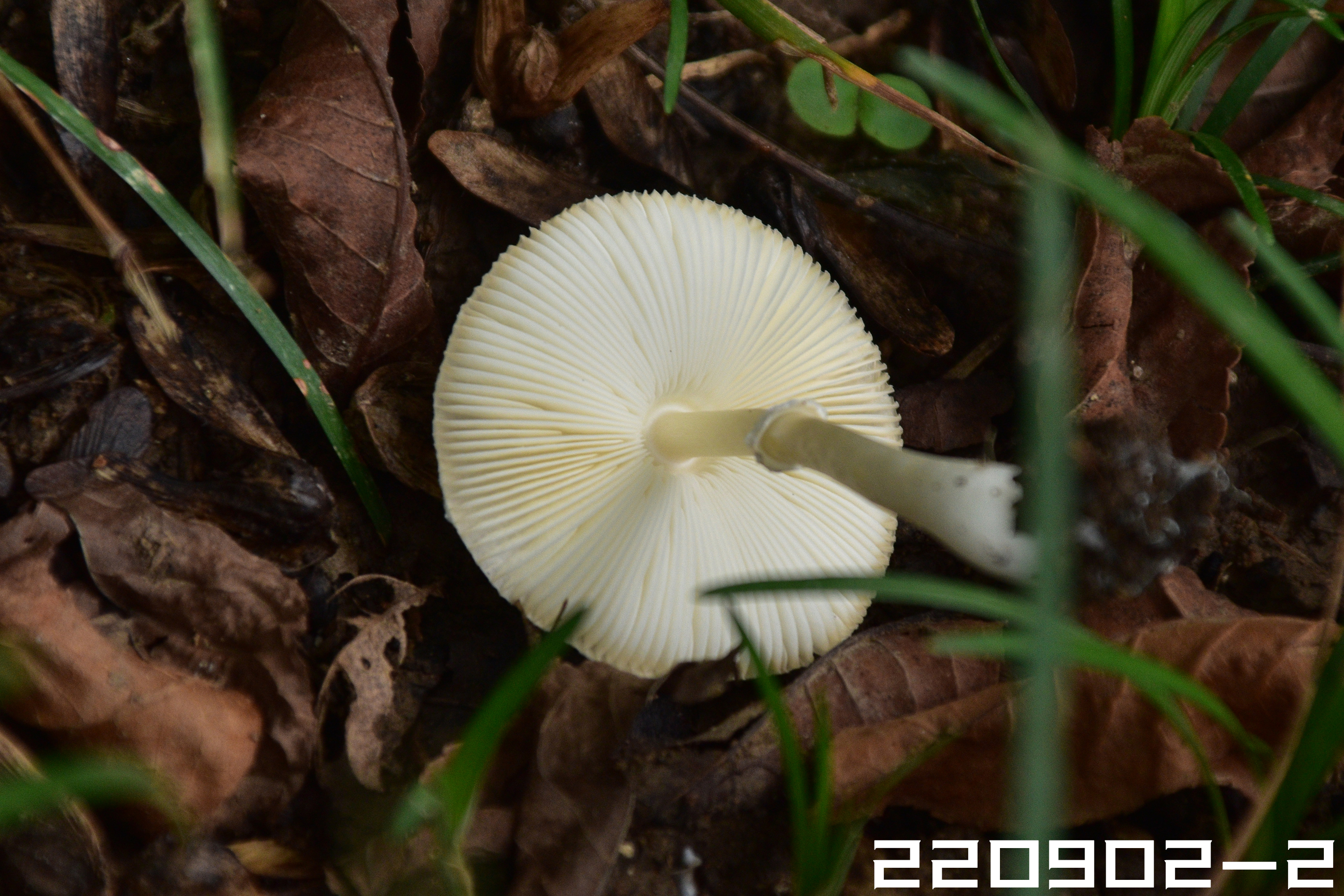 mushroomimage